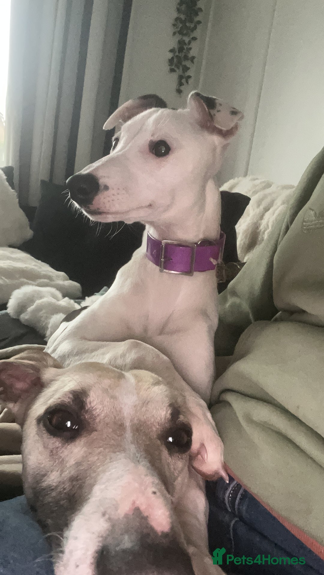 Whippet dogs for sale: Female White & Black Whippet - Advert 3