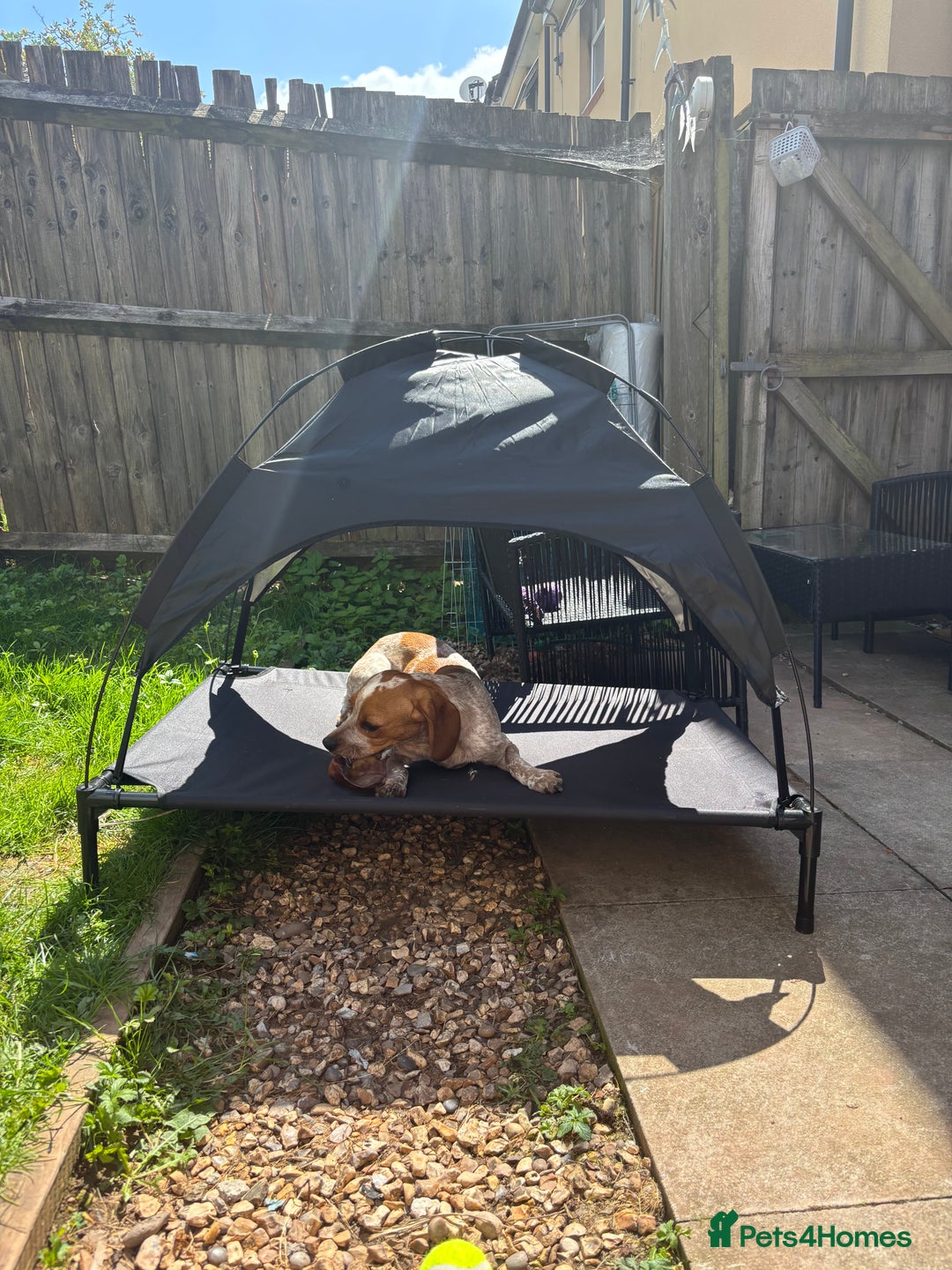 Beaglier dogs for sale: 13 month old beaglier  - Advert 25