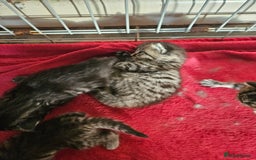 Mixed Breed cats for sale: Four beautiful kittens Ready to go - Image 13