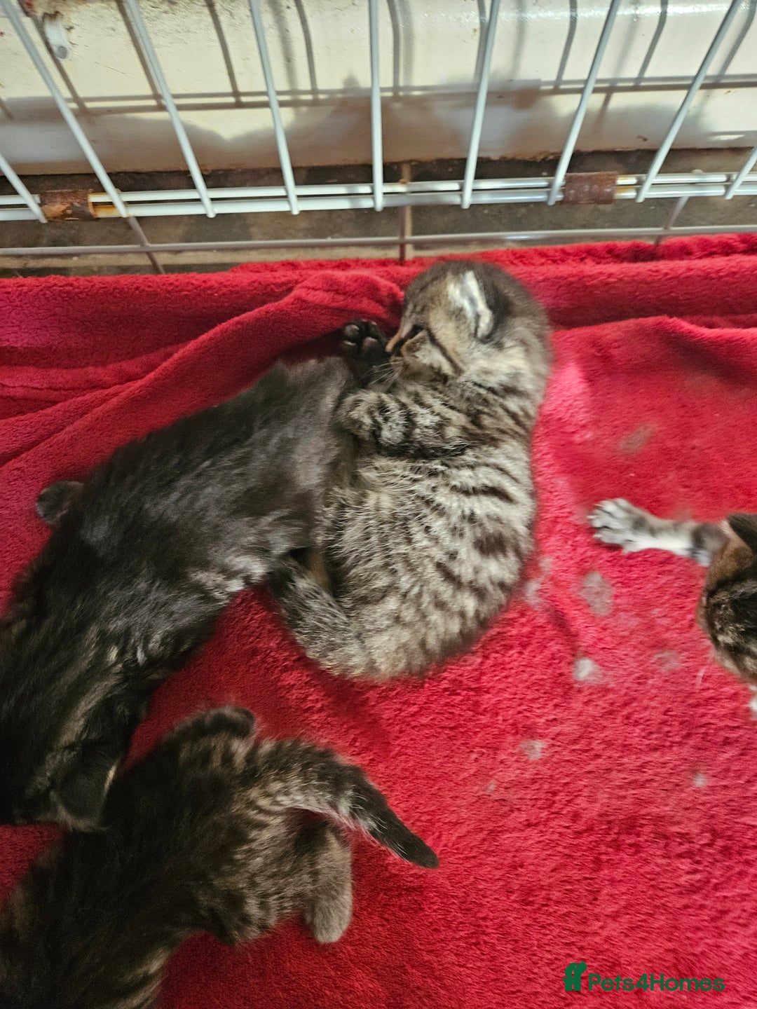 Mixed Breed cats for sale: Four beautiful kittens Ready to go - Image 13