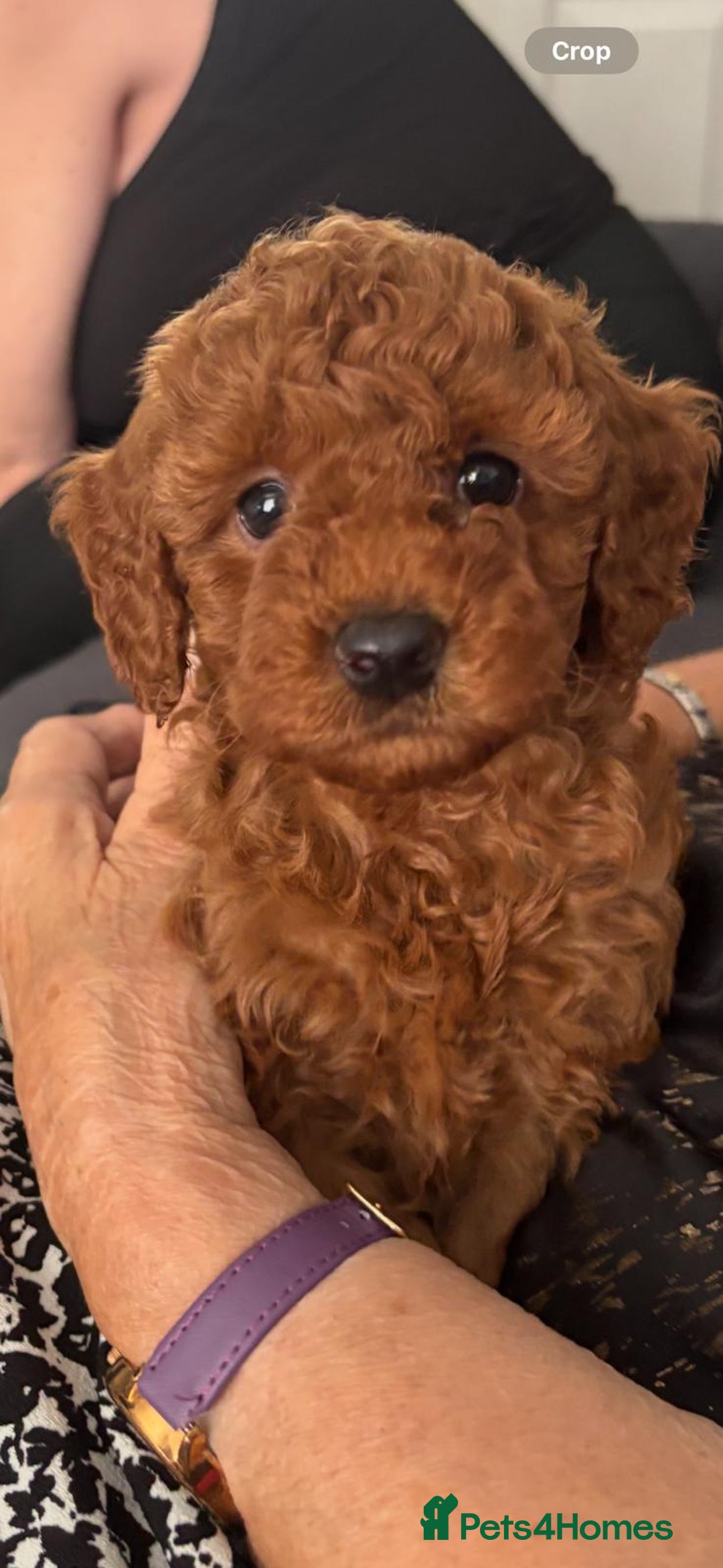 Toy Poodle dogs for sale: Red Toy poodle girl - Image 3