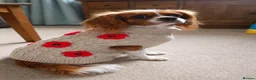 Cavalier King Charles Spaniel dogs for sale: Fully Health Tested Blenheim CKCS Puppies - Advert 3