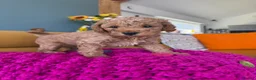 Poochon dogs for sale: Beautiful Poochon Puppies - Advert 15