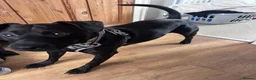 Patterdale Terrier dogs for sale: 3 year old Patterdale terrier  in Jarrow - Advert 2