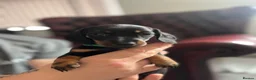 Miniature Dachshund dogs for sale: Long haired miniature daschunds - Advert 13