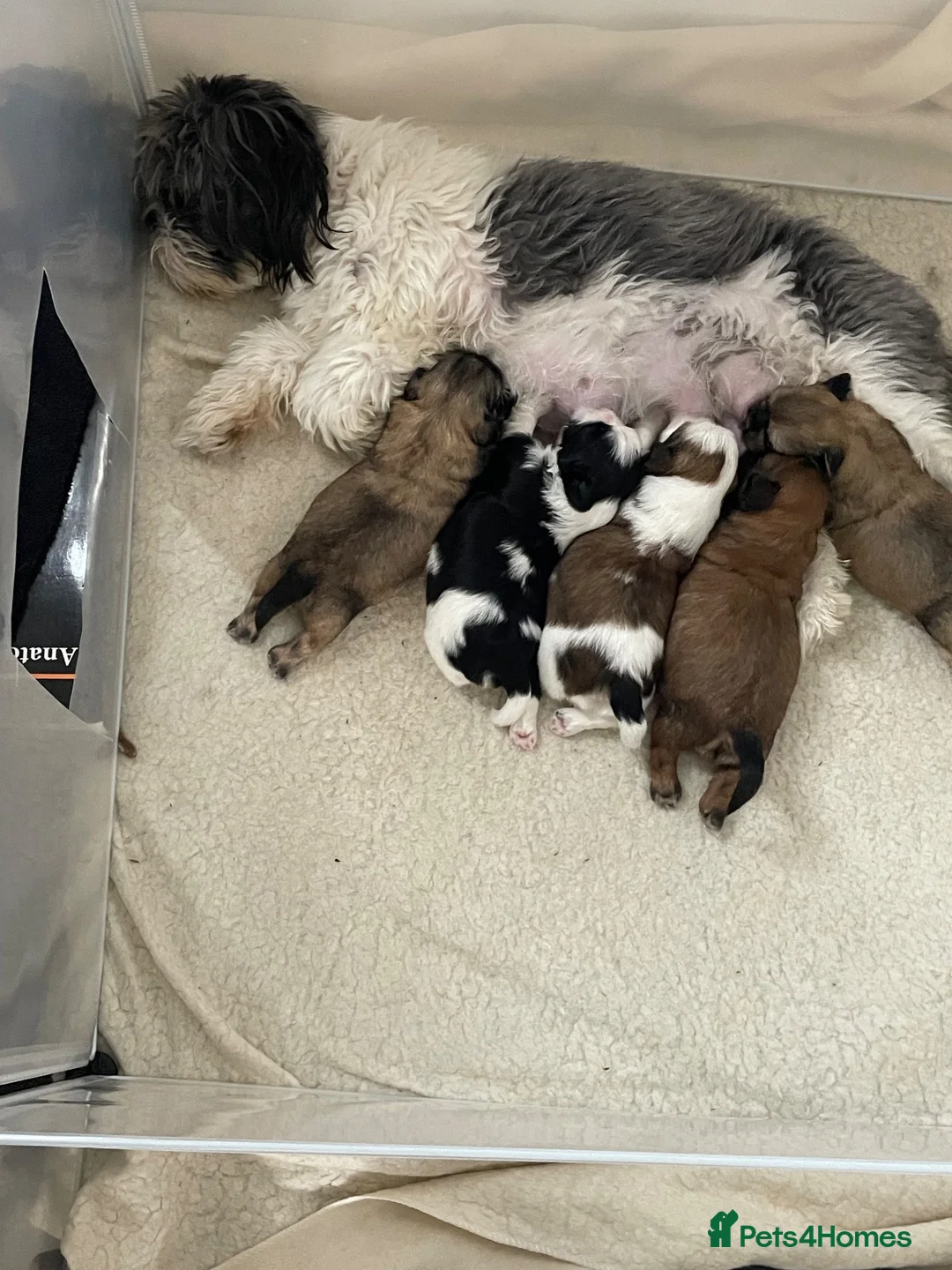 Shih Tzu dogs for sale: Beautiful Shih Tzu puppies looking for good homes in Bolton - Advert 2