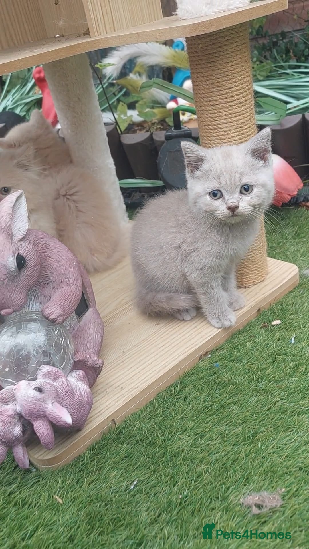 British Shorthair cats for sale: ♥️ Fun Loving British Shorthair Kittens♥️ - Image 8