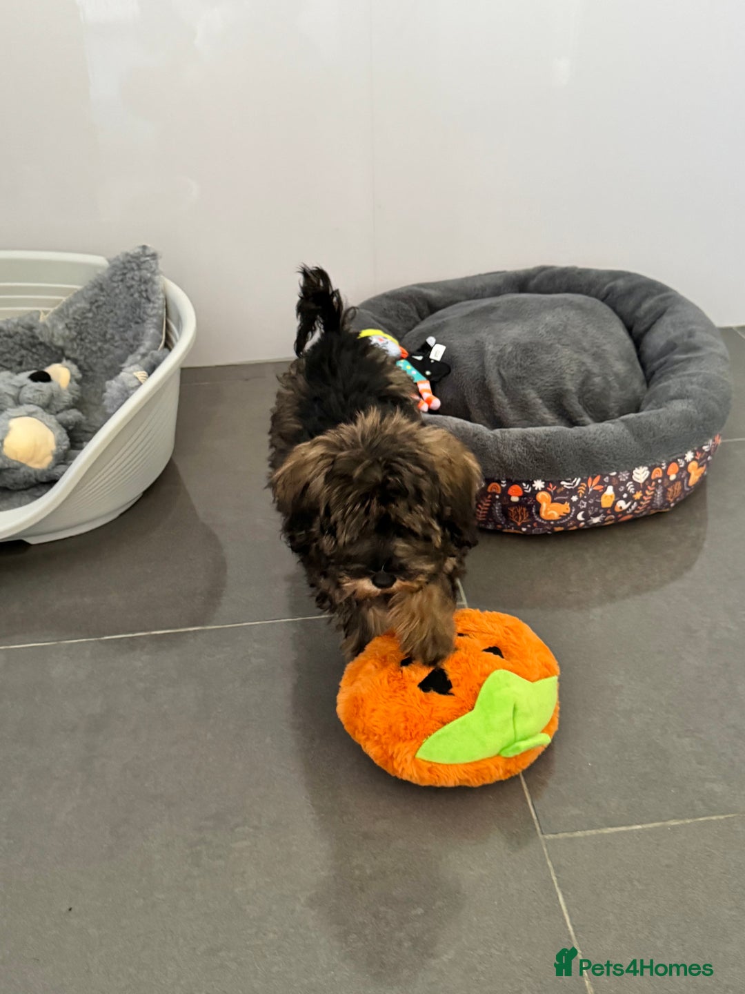 Schnoodle dogs for sale: F1 Puppy schnoodles - Image 4