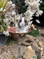 Mini Lop rabbits in Loughborough - Advert 3