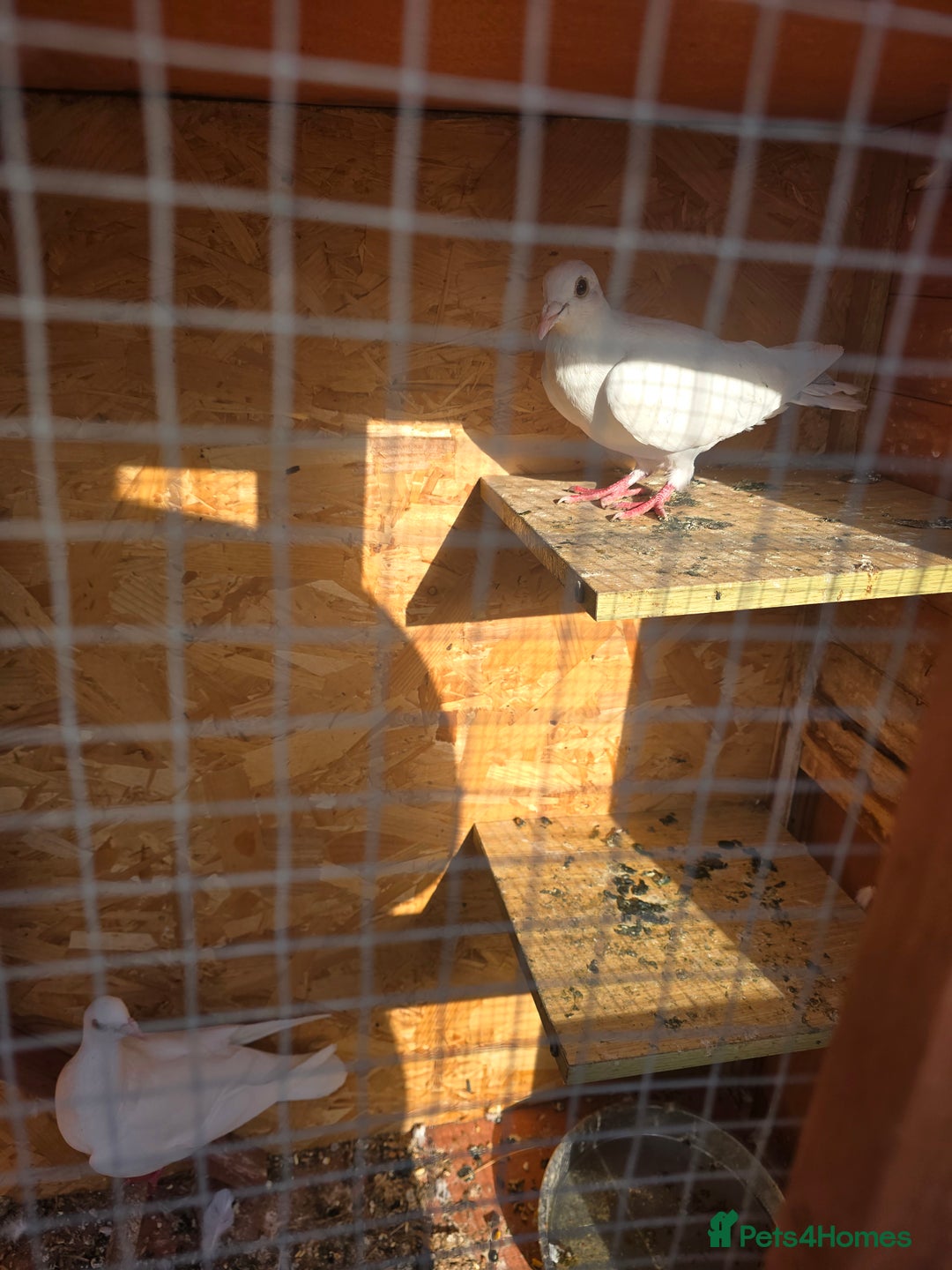 Doves birds for sale: Pigeons - Image 2