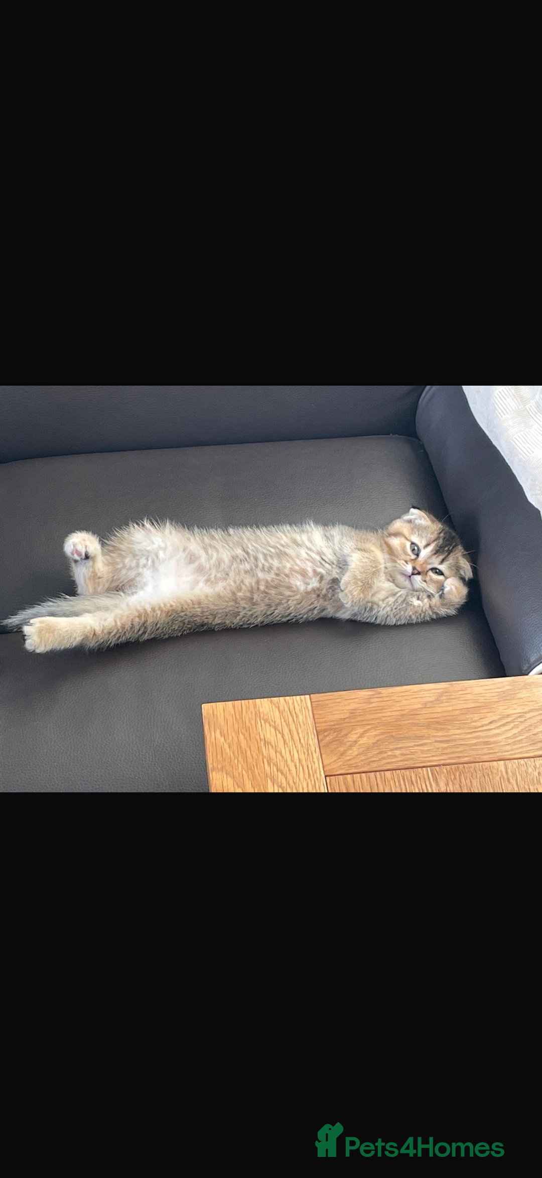 British Shorthair cats for sale: British fold  - Advert 2