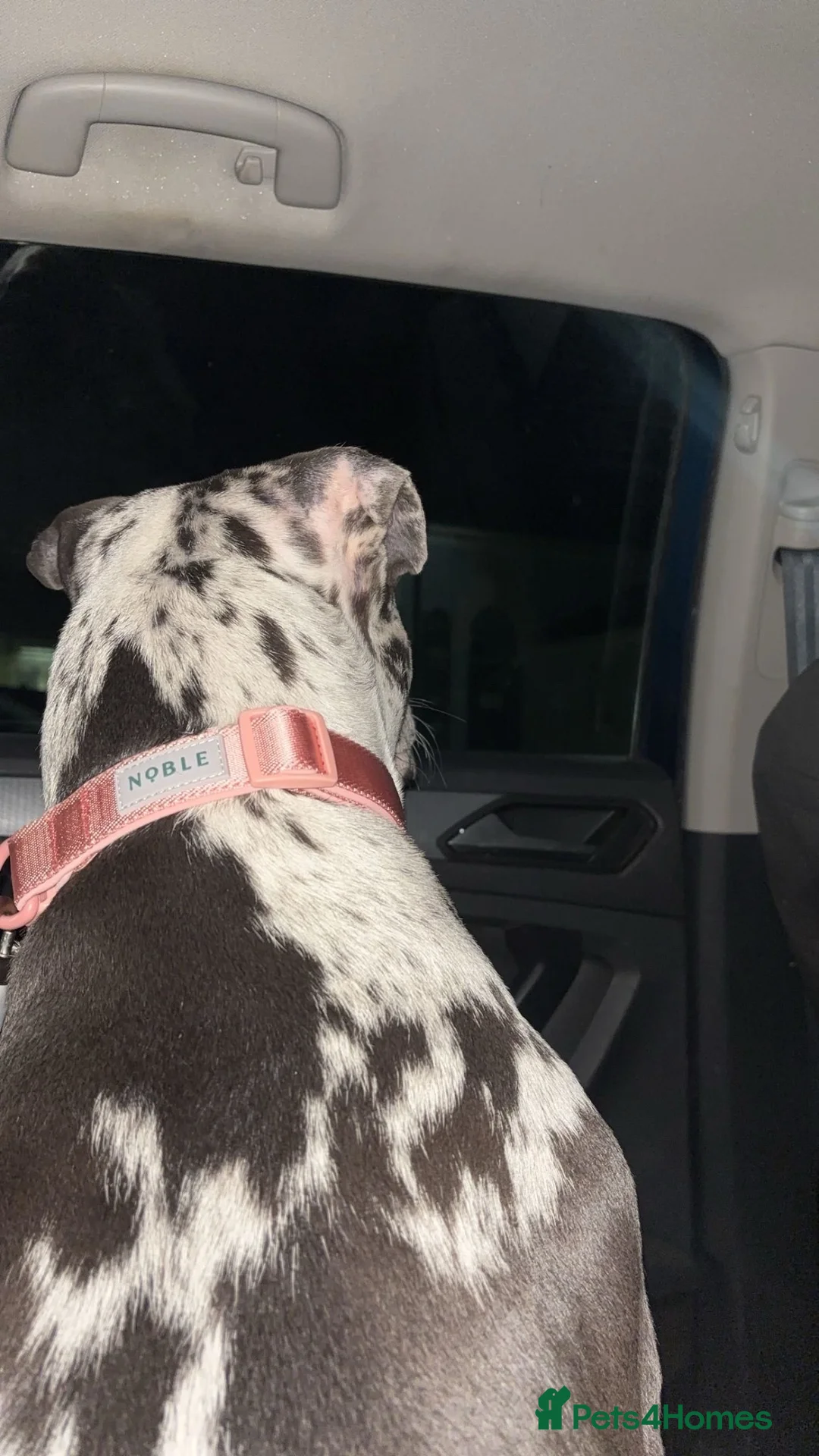 Mixed Breed dogs for sale: 11 Month Old Pup - Advert 3