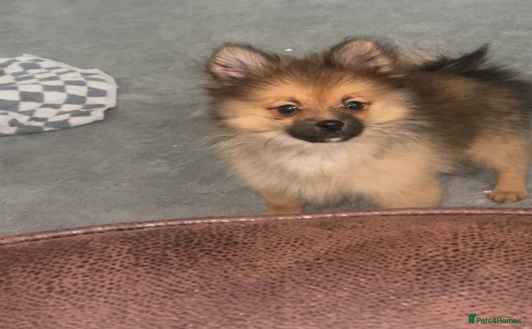 Pomeranian dogs - Advert 8