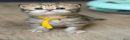 British Longhair cats for sale: ⭐️GORGEOUS BRITISH LONGHAIR KITTENS ⭐️ - Advert 13