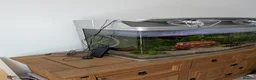 Platies fish for sale: Complete 165L Planted Aquarium Setup + Stock in Herne Bay - Advert 3
