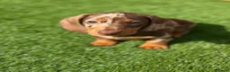 Miniature Dachshund dogs for sale: x1 Dapple for sale  - Advert 2