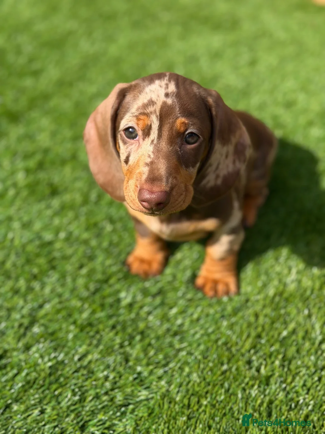 Miniature Dachshund dogs for sale: x1 Dapple for sale  - Advert 2