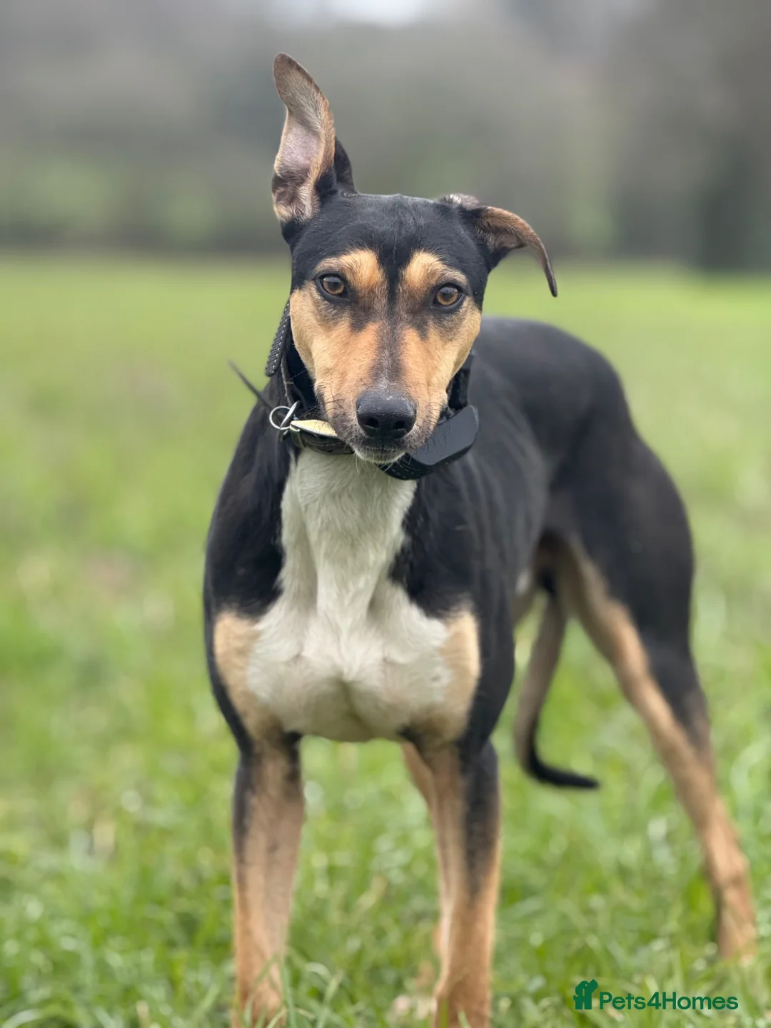 Mixed Breed dogs for sale: Lurcherdor  - Advert 2