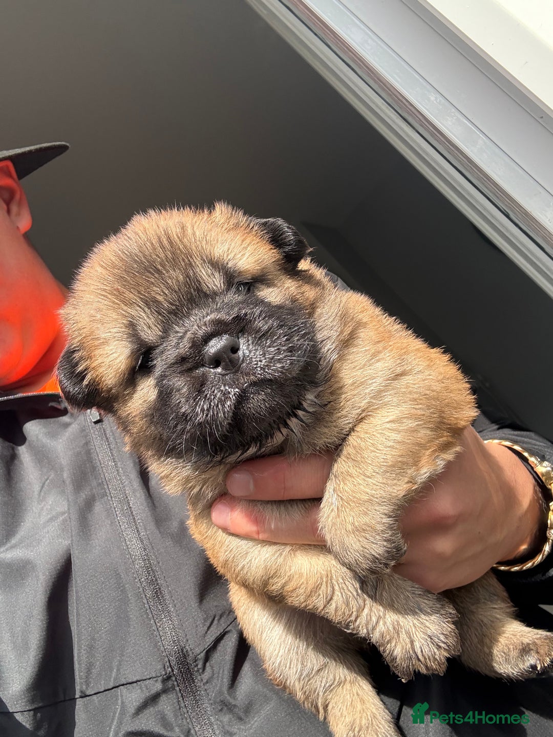 Mixed Breed dogs for sale: Frenchie X Chow Chow  - Image 7