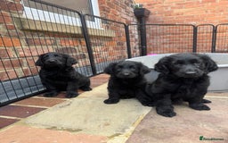 Flat coated Retriever dogs for sale: *2 Males* KC from working health tested parents - Image 1