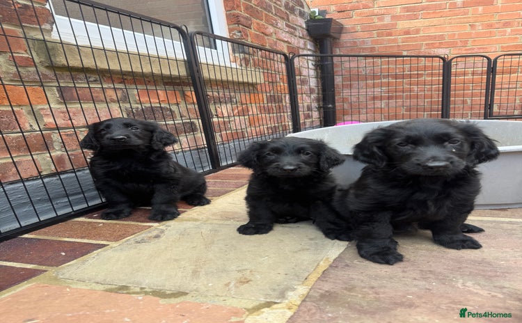 Flat coated Retriever dogs - Advert 1
