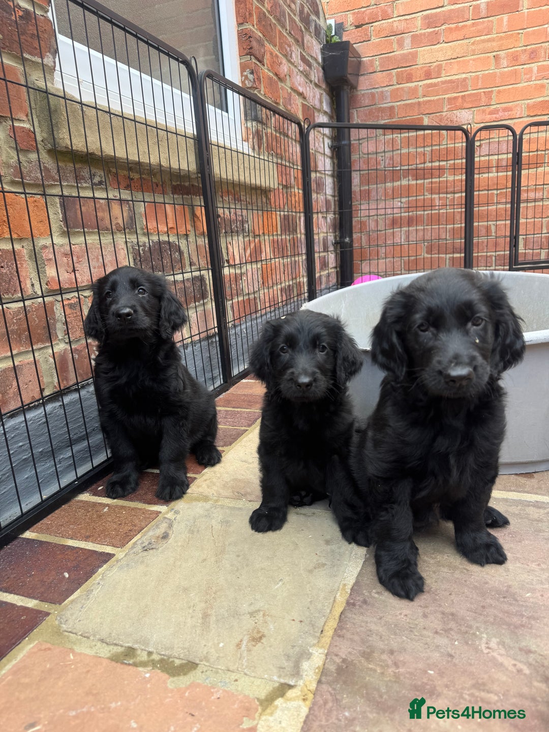 Flat coated Retriever dogs for sale: *2 Males* KC from working health tested parents - Image 1