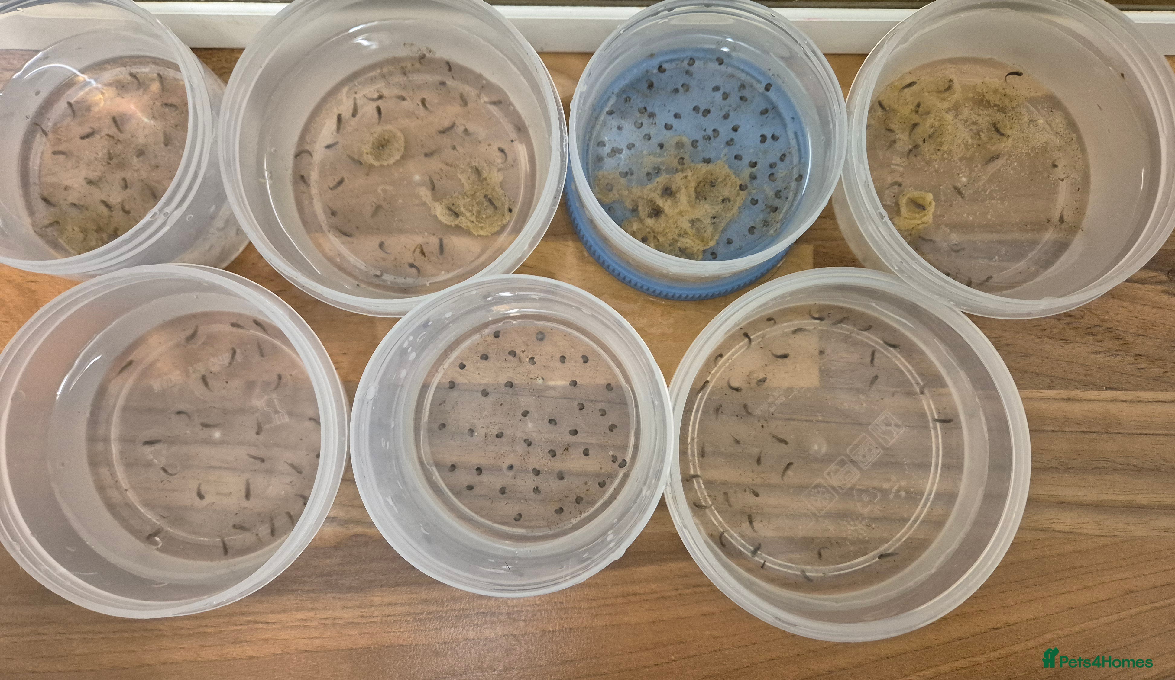 Other/Mixed Breed fish Axolotl fertilised eggs and hatchlings - Advert 18