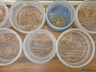 Other/Mixed Breed fish Axolotl fertilised eggs - Advert 8