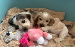 Cocker Spaniel dogs for sale: Show cocker spaniels  - Image 5