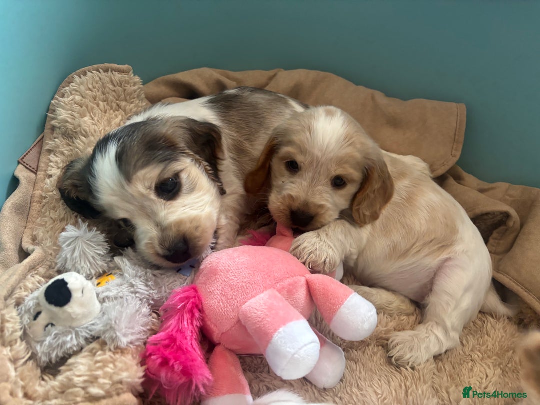 Cocker Spaniel dogs for sale: Show cocker spaniels  - Image 5