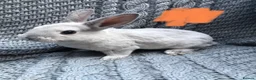 Rex rabbits for sale: Purebred Velvet Mini Rex Sable rabbits - Advert 7
