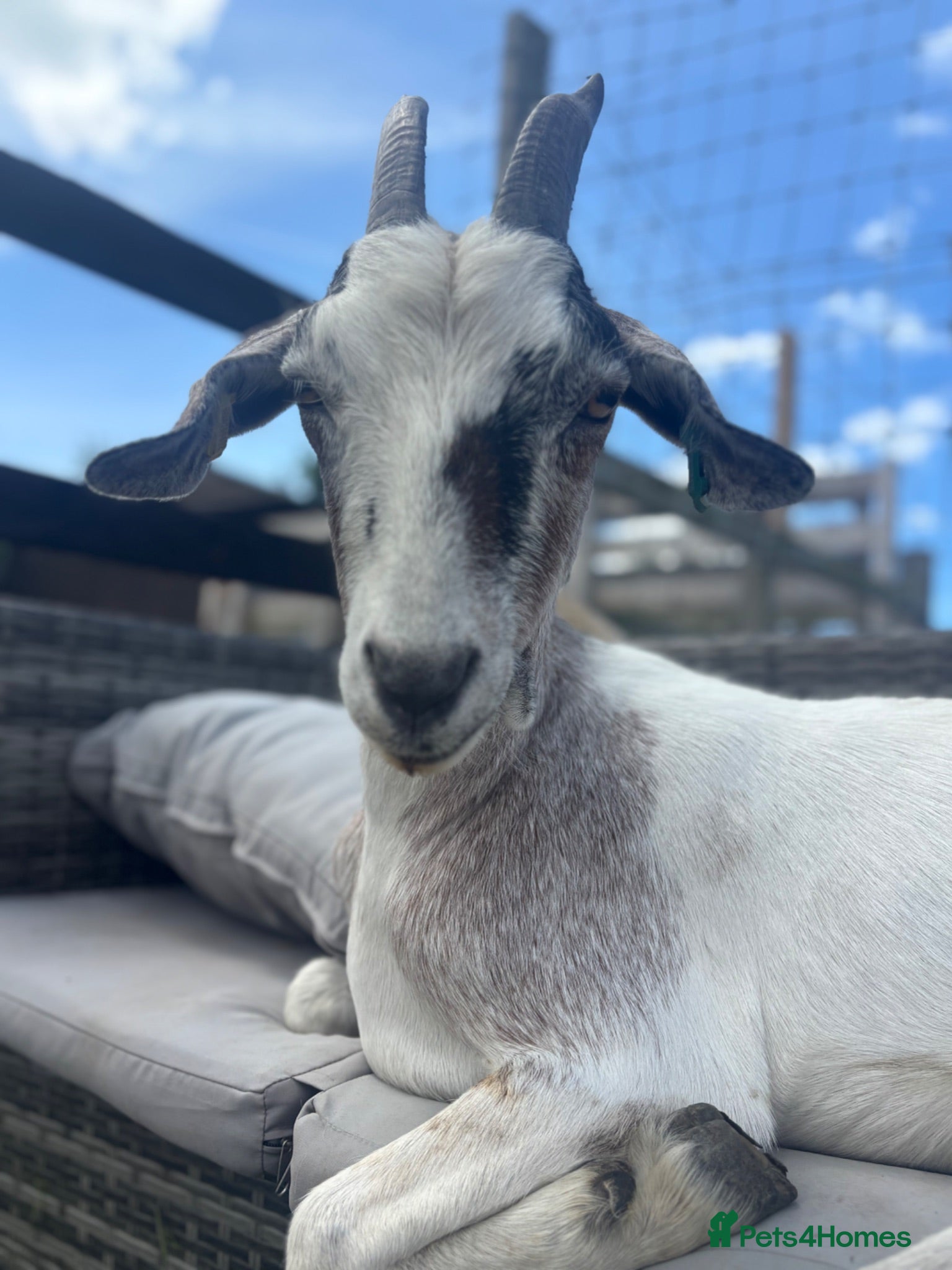 Goats livestock 1 x male and 1x female  - Advert 5