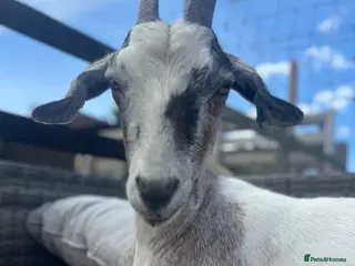 Goats livestock 1 x male and 1x female - Advert 5