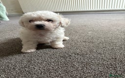 Bichon Frise dogs for sale: Bichon frise - Image 1
