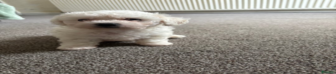 Bichon Frise Puppy 1