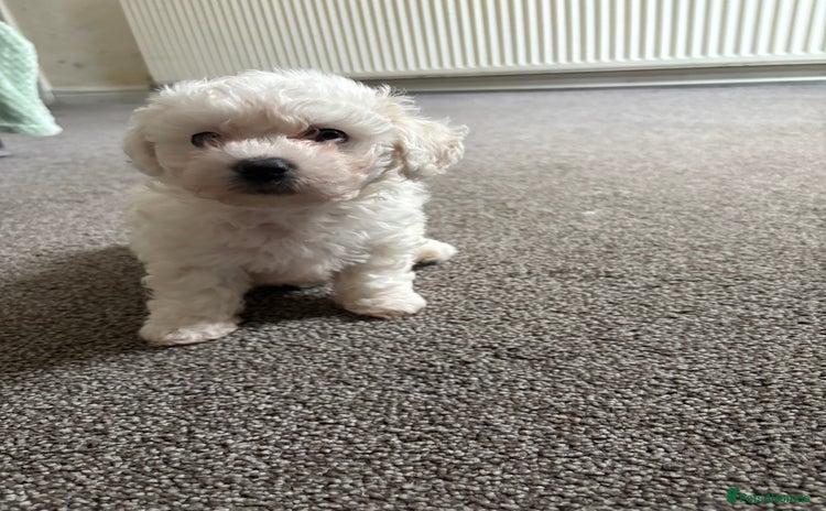 Bichon Frise dogs - Advert 2