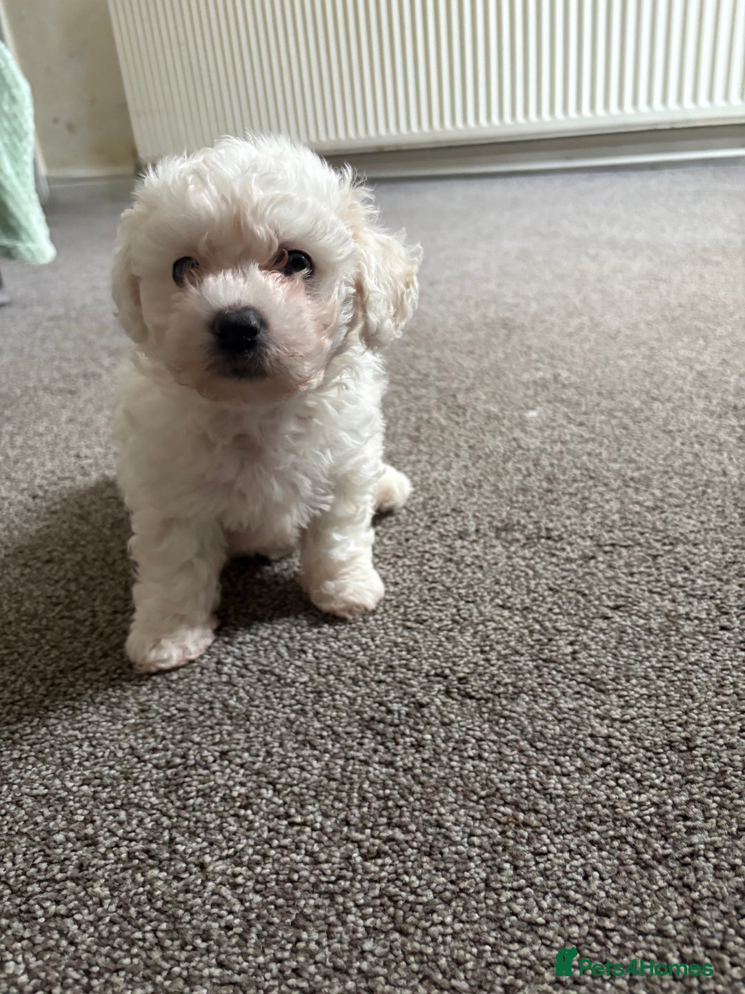 Bichon Frise dogs for sale: Bichon frise - Image 1