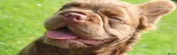 French Bulldog dogs for sale: 2 chocolate boys  - Advert 7