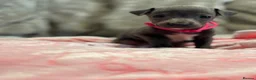 Italian Greyhound dogs for sale: 🏡 KC Italian greyhound puppies for sale 🏡 - Advert 16