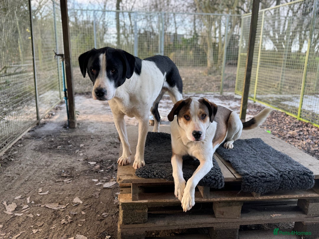 Mixed Breed dogs for adoption: Maya is Looking for a miracle 🩷 - Advert 10