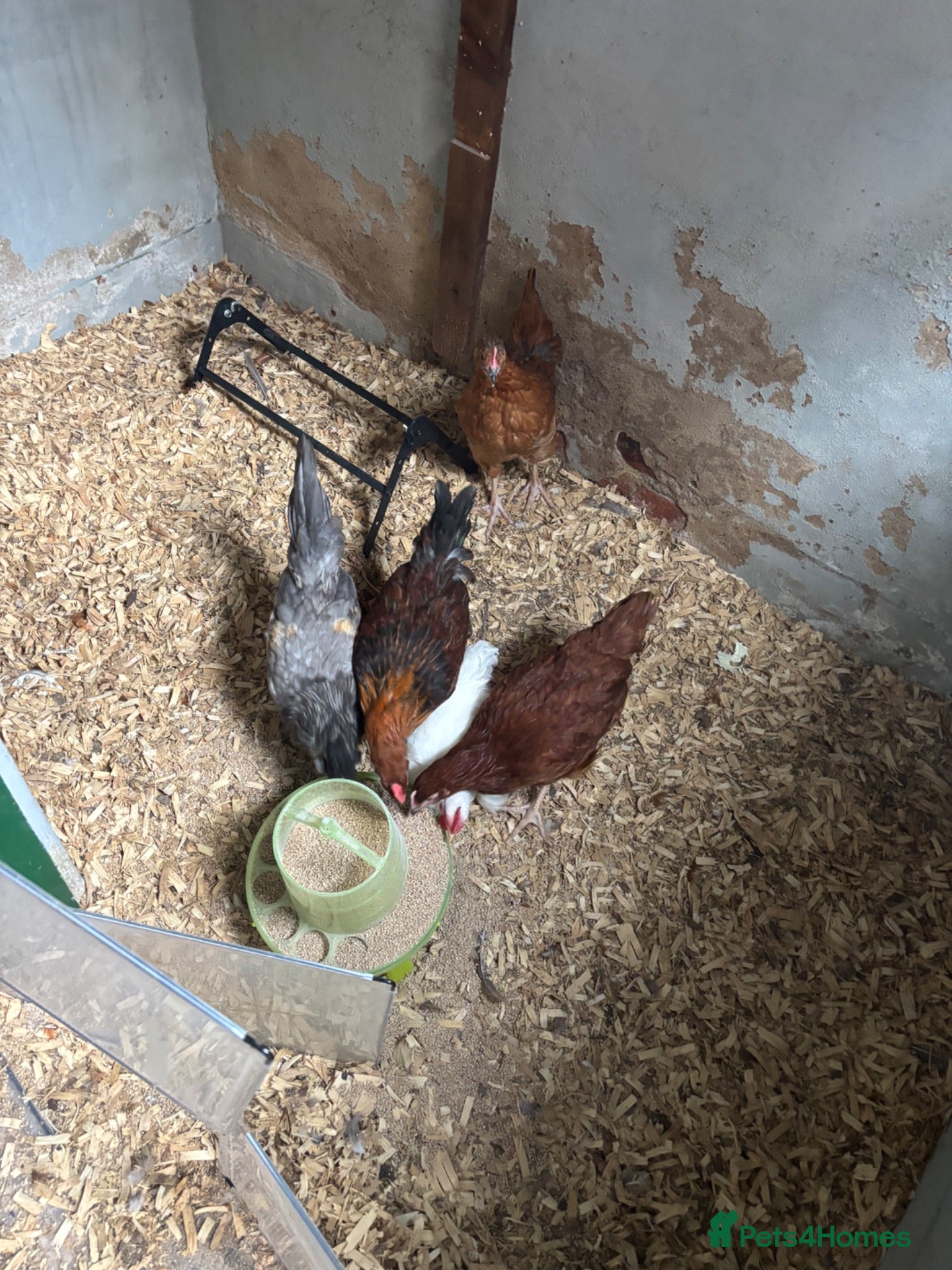 Chickens poultry 5 hens for sale - Advert 1