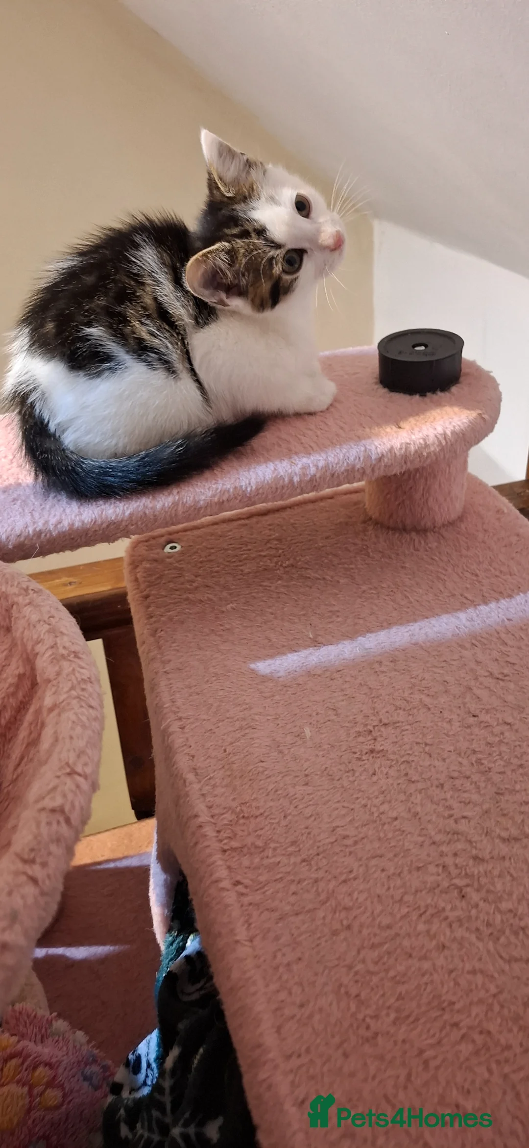 Mixed Breed cats for sale: Turkush angra cross male - Advert 2