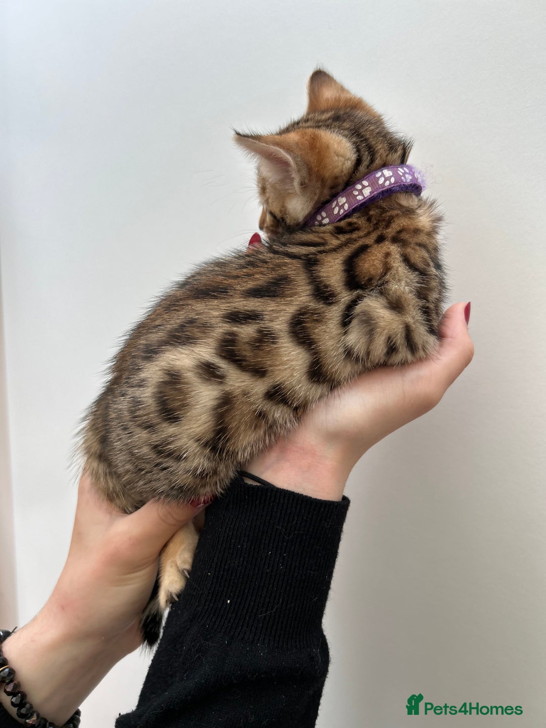 Bengal cats for sale: GORGEOUS PURE BENGAL KITTENS READY TO GO ❤️ - Image 28