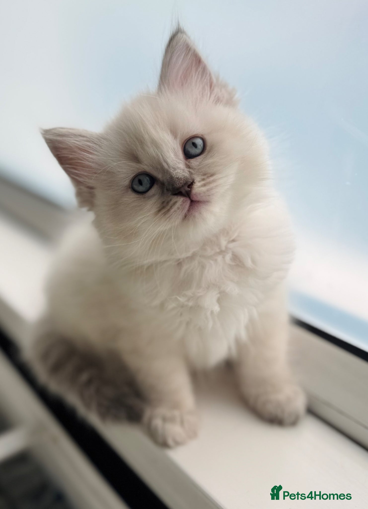 Ragdoll cats 2 Beautiful Ragdoll Girl Kittens - Advert 2