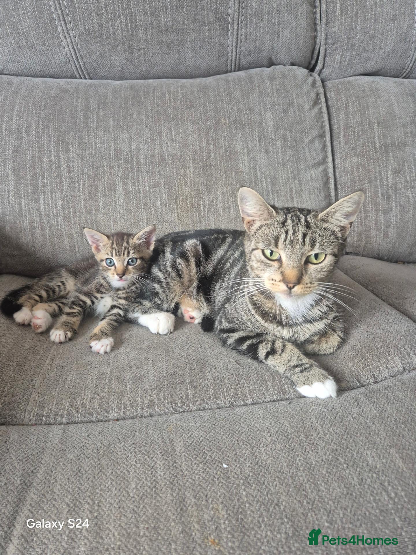 Mixed Breed cats Kitten ready now - Advert 9