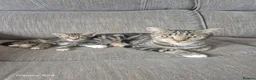 Mixed Breed cats for sale: Kitten ready now - Advert 1