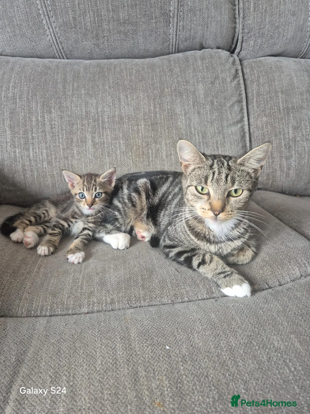 Mixed Breed cats for sale: Kitten ready now - Advert 1