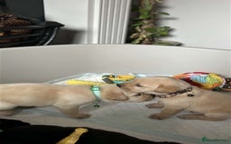 Labrador Retriever dogs for sale: 9 Beautiful Labrador Puppies For Sale  - Image 24