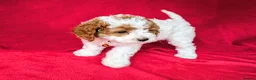 Cavapoo dogs for sale: All puppies reserved. - Advert 23