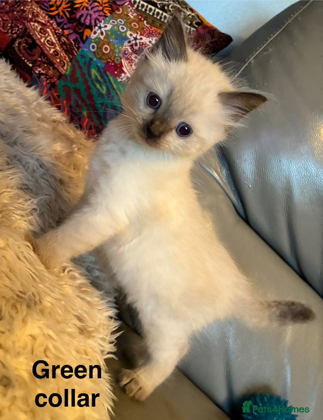Ragdoll cats for sale: 4 Prebred Ragdolls kittens for sale - Image 4